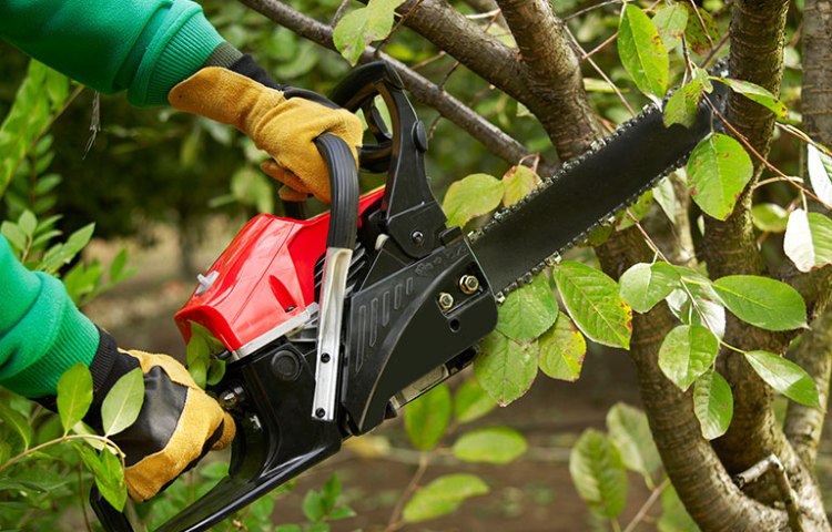 tree-trim-chain-saw